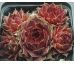 Sempervivum NIGHT DETECTOR