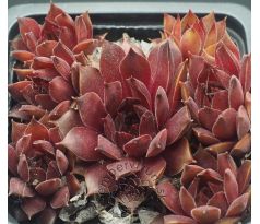 Sempervivum NIGHT HAWK