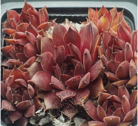 Sempervivum NIGHT HAWK
