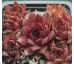 Sempervivum NIGHT HAWK