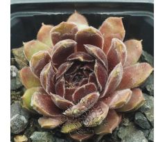 Sempervivum NIPHETOS