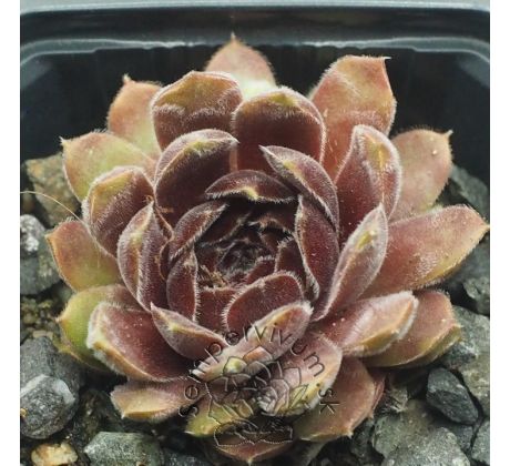 Sempervivum NIPHETOS
