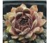 Sempervivum NIPHETOS
