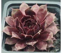 Sempervivum NORAM