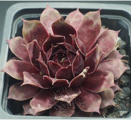 Sempervivum NORAM