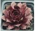 Sempervivum NORAM