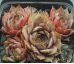 Sempervivum NORDWIND