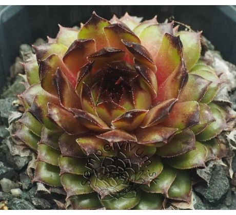 Sempervivum NOVALIS