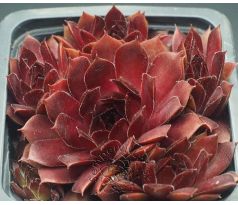 Sempervivum OH MY