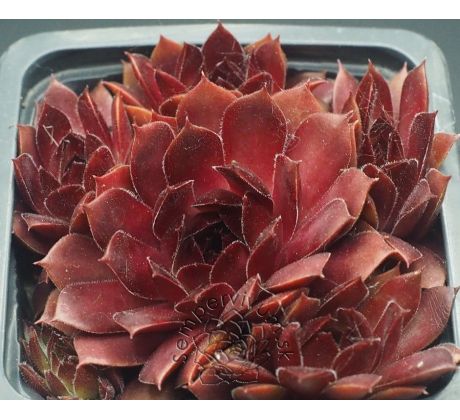 Sempervivum OH MY
