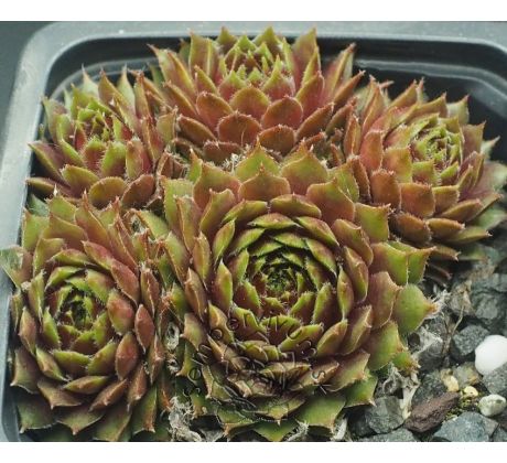 Sempervivum ORANGE MINI