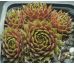Sempervivum ORANGE MINI