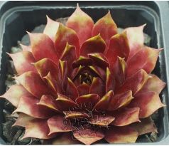 Sempervivum ORESTES