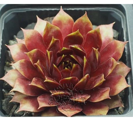 Sempervivum ORESTES