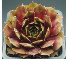 Sempervivum ORION