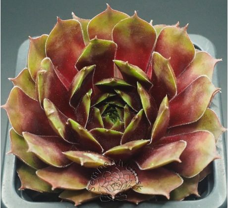 Sempervivum ORION
