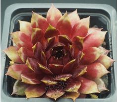 Sempervivum ORMATE
