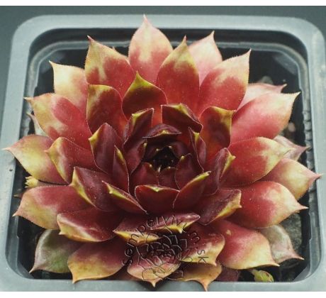 Sempervivum ORMATE