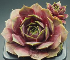 Sempervivum ORSOLA