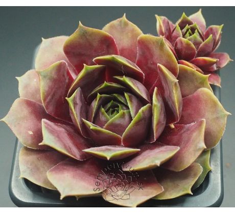 Sempervivum ORSOLA