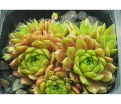 Sempervivum PACHAMAMA