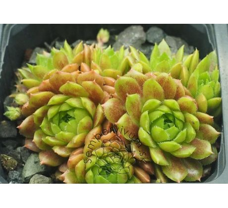 Sempervivum PACHAMAMA