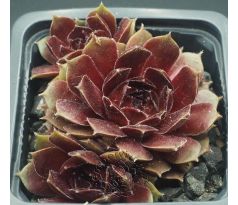 Sempervivum PACIFIC BEPPA