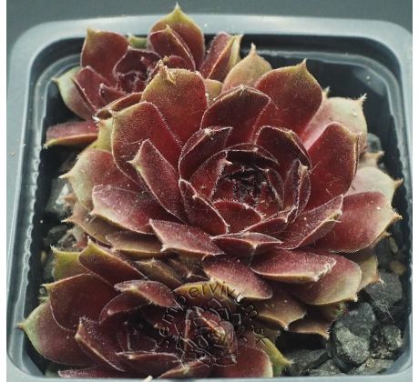 Sempervivum PACIFIC BEPPA