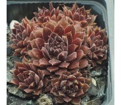 Sempervivum PACIFIC RED TIDE