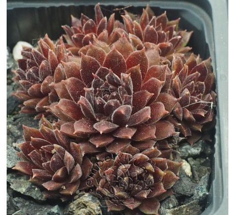 Sempervivum PACIFIC RED TIDE