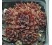 Sempervivum PACIFIC RED TIDE