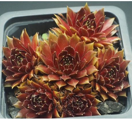 Sempervivum PACIFIC SECOND TRY