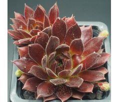 Sempervivum PACIFIC SEXY