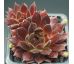 Sempervivum PACIFIC SEXY