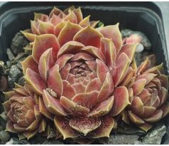 Sempervivum PACIFIC VELVETEEN
