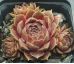 Sempervivum PACIFIC VELVETEEN