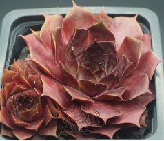 Sempervivum DOLO