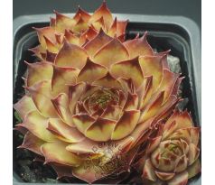 Sempervivum TACORA