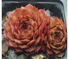 Sempervivum PATRICIAN