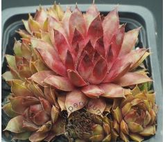 Sempervivum PEARL