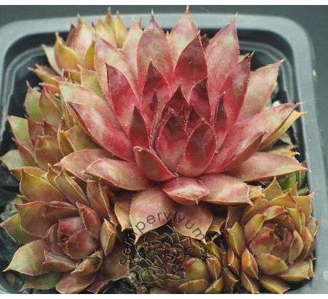 Sempervivum PEARL