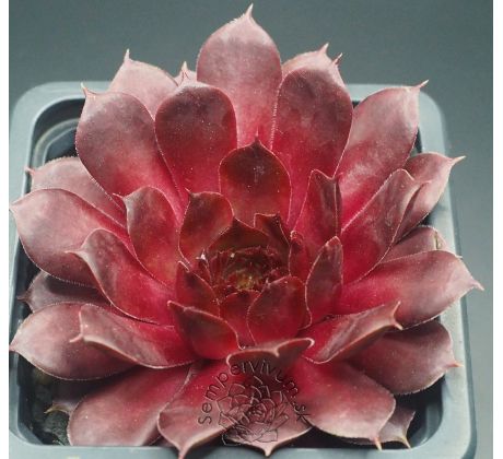 Sempervivum PEPITO