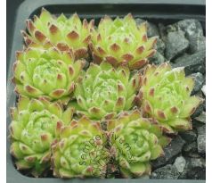 Sempervivum PERIDOT