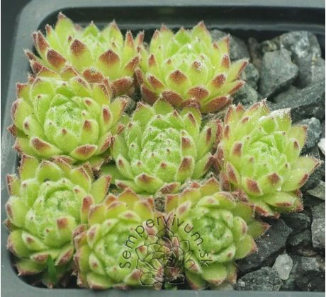 Sempervivum PERIDOT