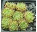 Sempervivum PERIDOT
