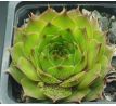 Sempervivum PISTACHIO