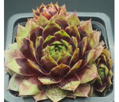 Sempervivum PRIM AND PROPER