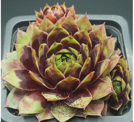 Sempervivum PRIM AND PROPER
