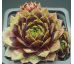 Sempervivum PRIM AND PROPER