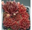 Sempervivum PURPURKRANZ